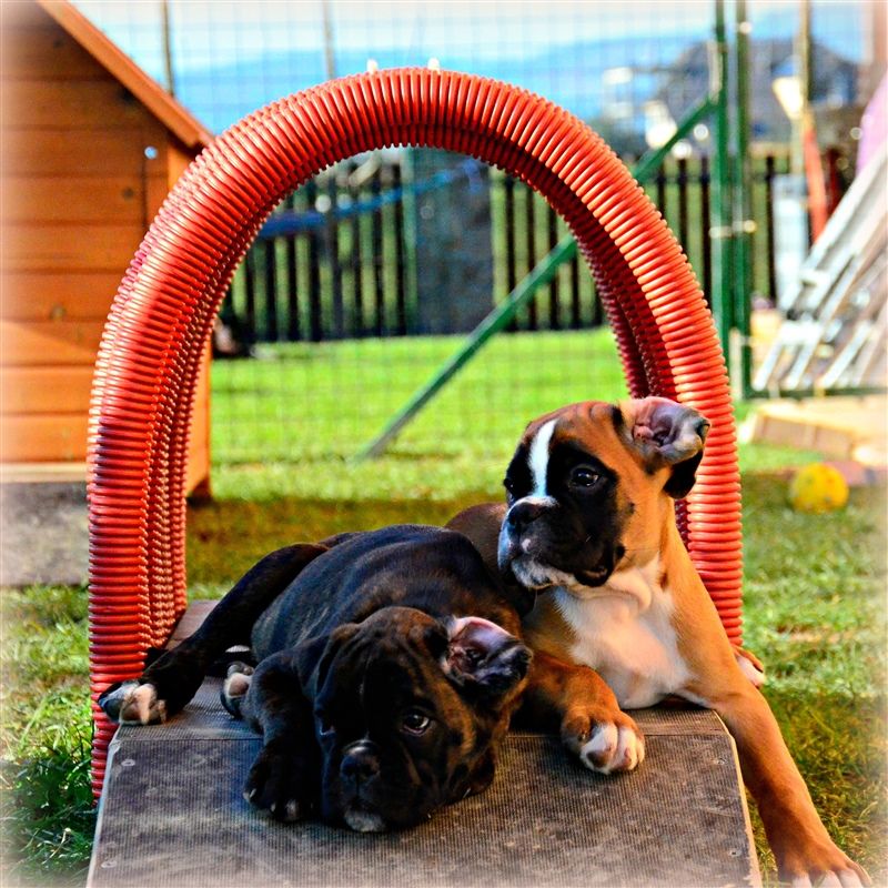 9 weeks